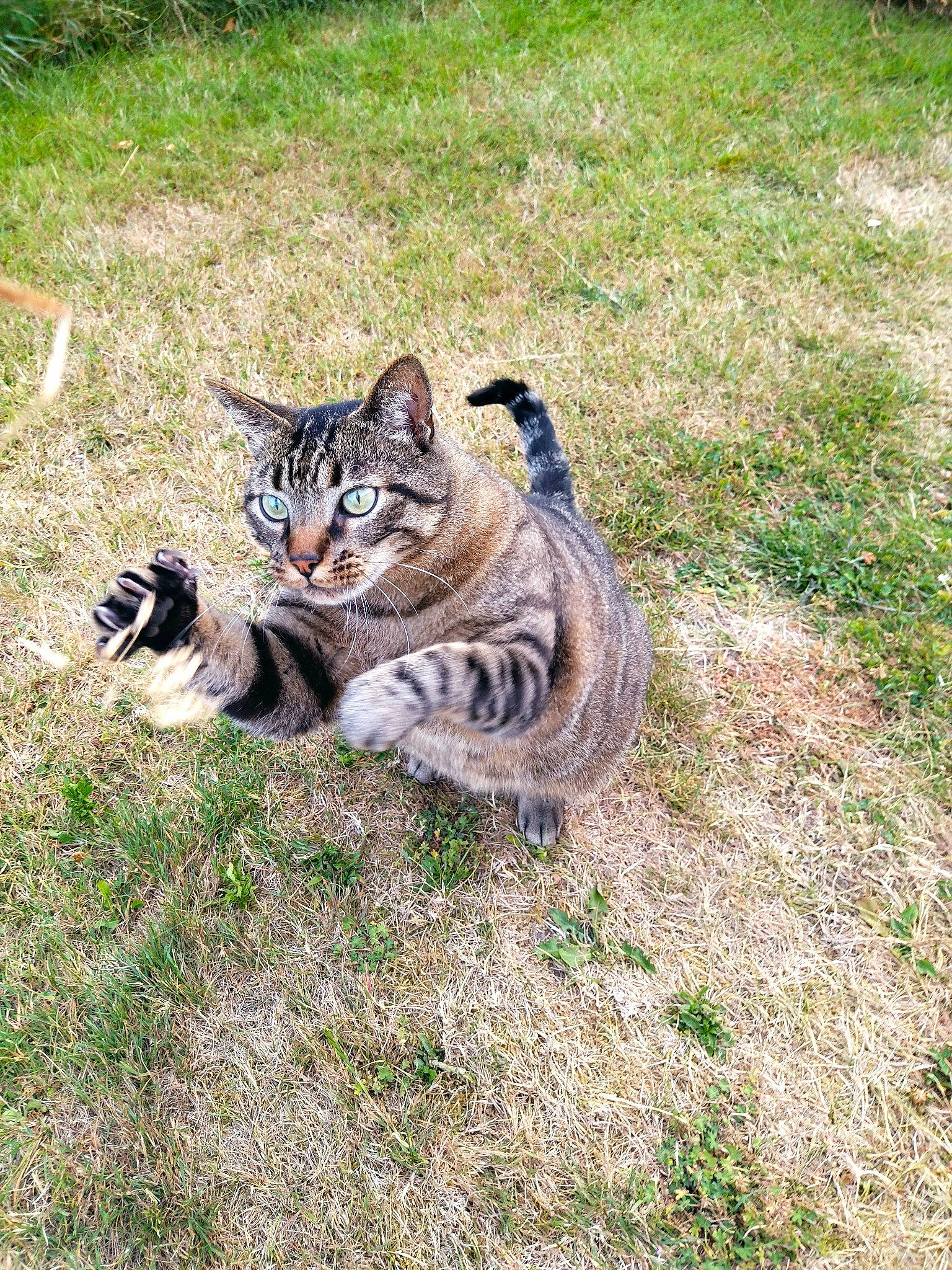 Chocolat participe au concours pour gagner de l'argent avec cette photo : carnivore, cat, domestic_short_haired_cat, felidae, fur, grass, grassland, groundcover, paw, small_to_medium_sized_cats, snout, soil, tail, terrestrial_animal, whiskers, wildlife