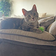 Odie joined the competition — help win amazing prizes! cat, tabby_cat, pet, indoor, sofa, cushion, pillow, green_toy, whiskers, big_eyes, relaxed, curious, fur, ears, living_room, plant, wall_poster, sunlight, home_decor, portrait