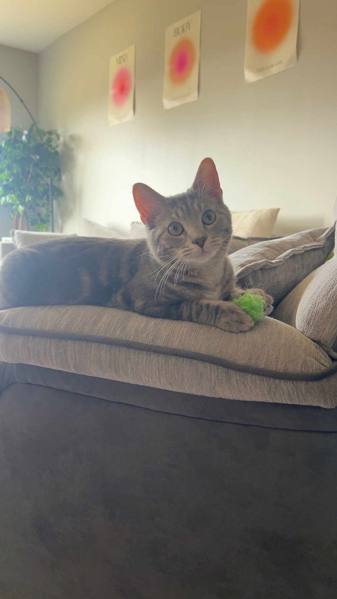 Odie joined the competition — help win amazing prizes! cat, tabby_cat, pet, indoor, sofa, cushion, pillow, green_toy, whiskers, big_eyes, relaxed, curious, fur, ears, living_room, plant, wall_poster, sunlight, home_decor, portrait