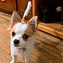 animal, brown, cabinet, chihuahua, collar, curious, cute, dog, ears, eyes, fur, indoor, looking_up, pet, puppy, shoe_rack, small_dog, standing, white, wooden_floor