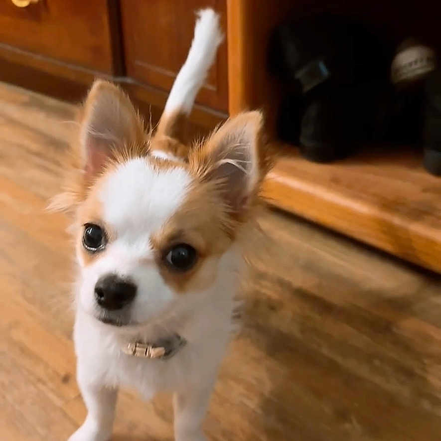 Teemo is registered to the contest to win money with this photo: animal, brown, cabinet, chihuahua, collar, curious, cute, dog, ears, eyes, fur, indoor, looking_up, pet, puppy, shoe_rack, small_dog, standing, white, wooden_floor