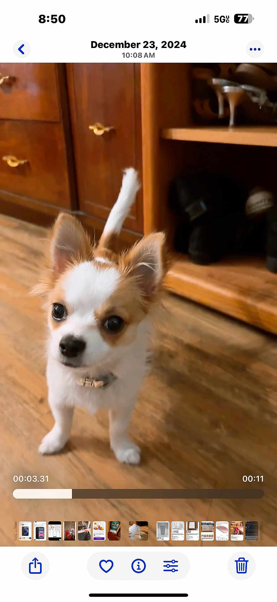 Teemo is registered to the contest to win money with this photo: animal, brown, cabinet, chihuahua, collar, curious, cute, dog, ears, eyes, fur, indoor, looking_up, pet, puppy, shoe_rack, small_dog, standing, white, wooden_floor