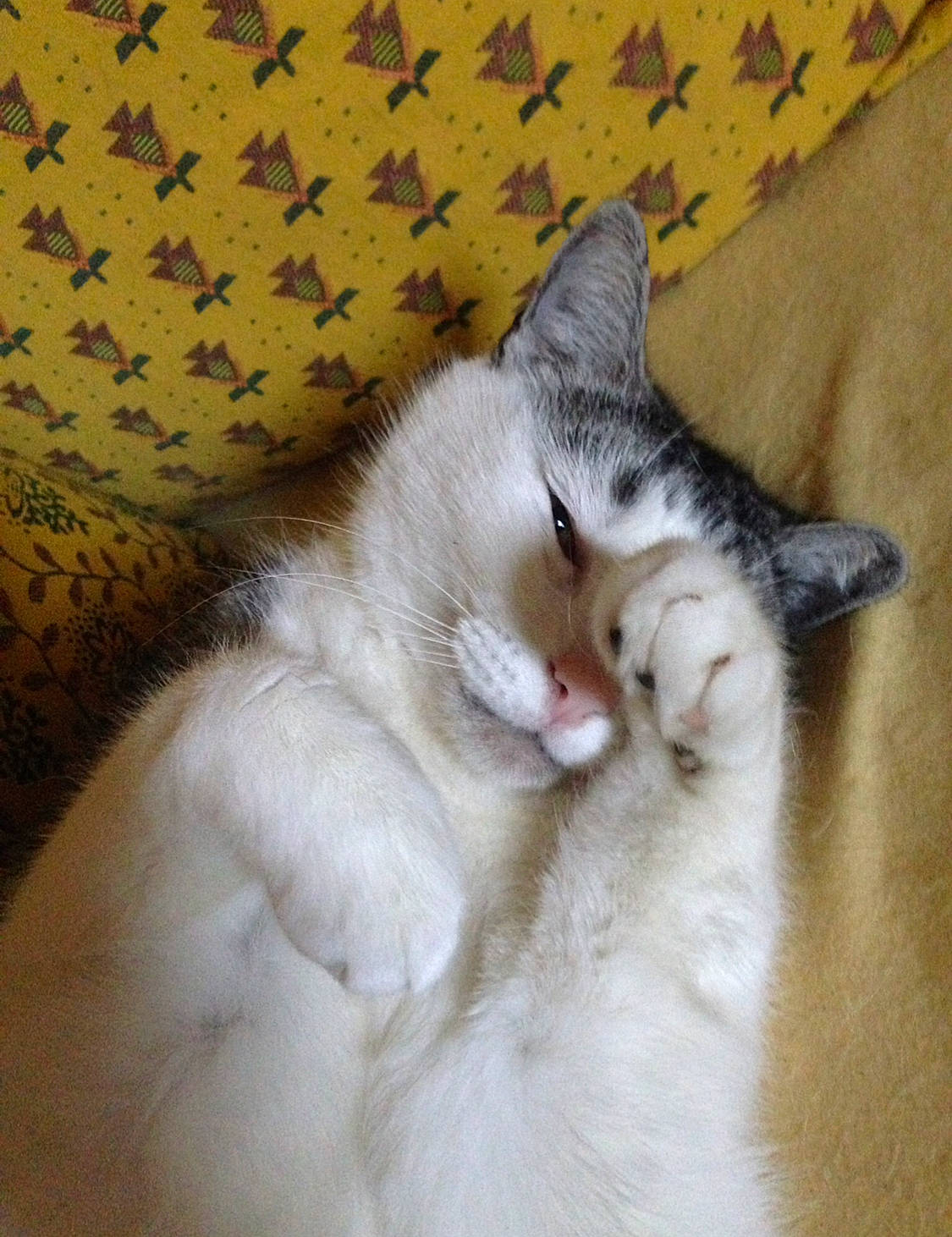 Grisouille a rejoint le concours — aidez-le/la à gagner de superbes lots ! carnivore, cat, claw, comfort, couch, domestic_short_haired_cat, eye, fawn, felidae, fur, nap, pattern, paw, sleep, small_to_medium_sized_cats, snout, tail, whiskers