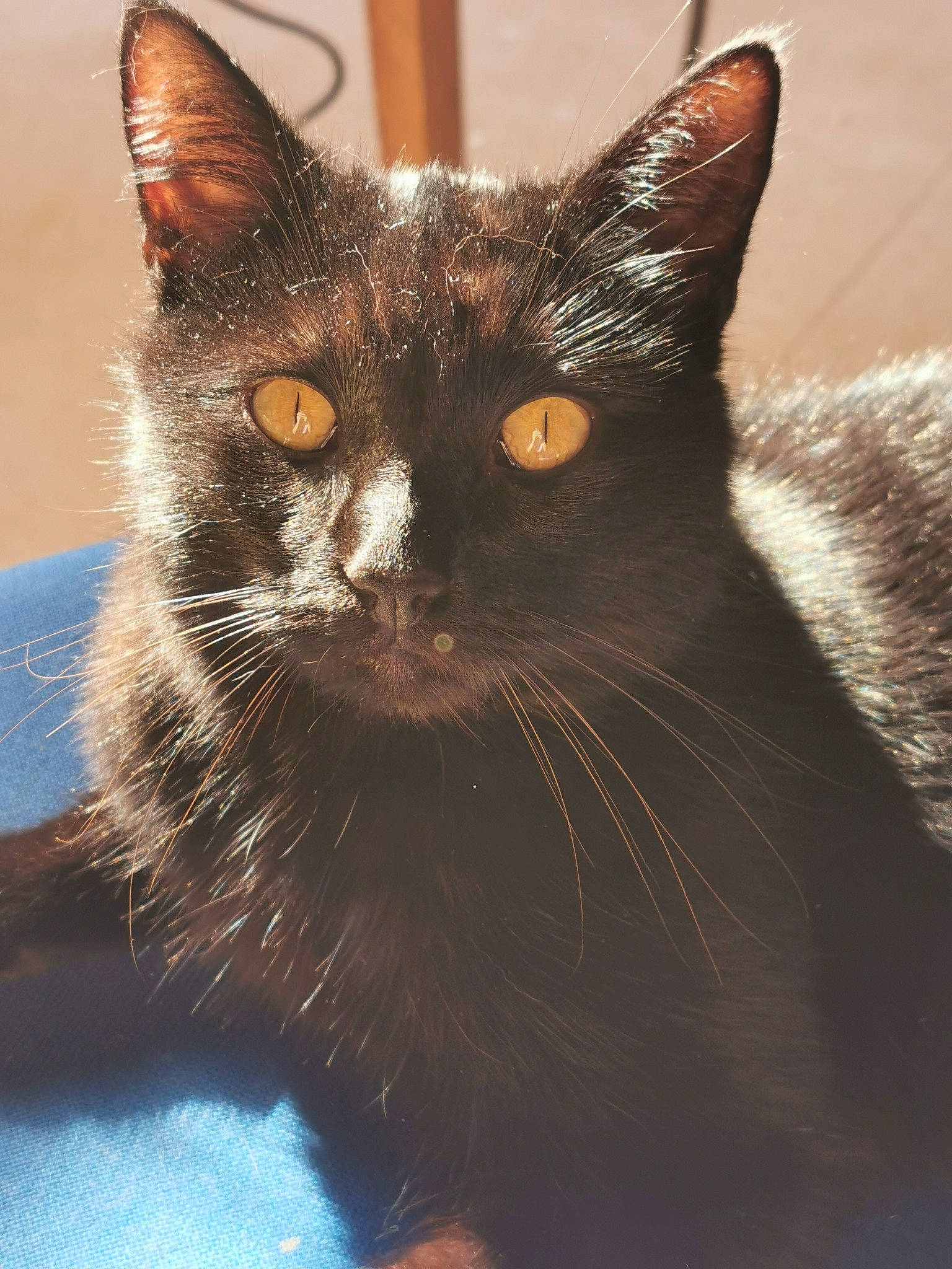 Moustache a rejoint le concours — aidez-le/la à gagner de superbes lots ! asian, black_cat, bombay, burmese, carnivore, cat, close_up, domestic_short_haired_cat, ear, felidae, german_rex, havana_brown, javanese, kitten, mammal, oriental_longhair, small_to_medium_sized_cats, snout, vertebrate, whiskers