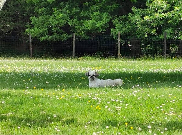 Jaika a rejoint le concours — aidez-le/la à gagner de superbes lots ! canidae, dog_breed, grass, grass_family, grassland, land_lot, lawn, meadow, natural_environment, pasture, plant, sporting_group, tree