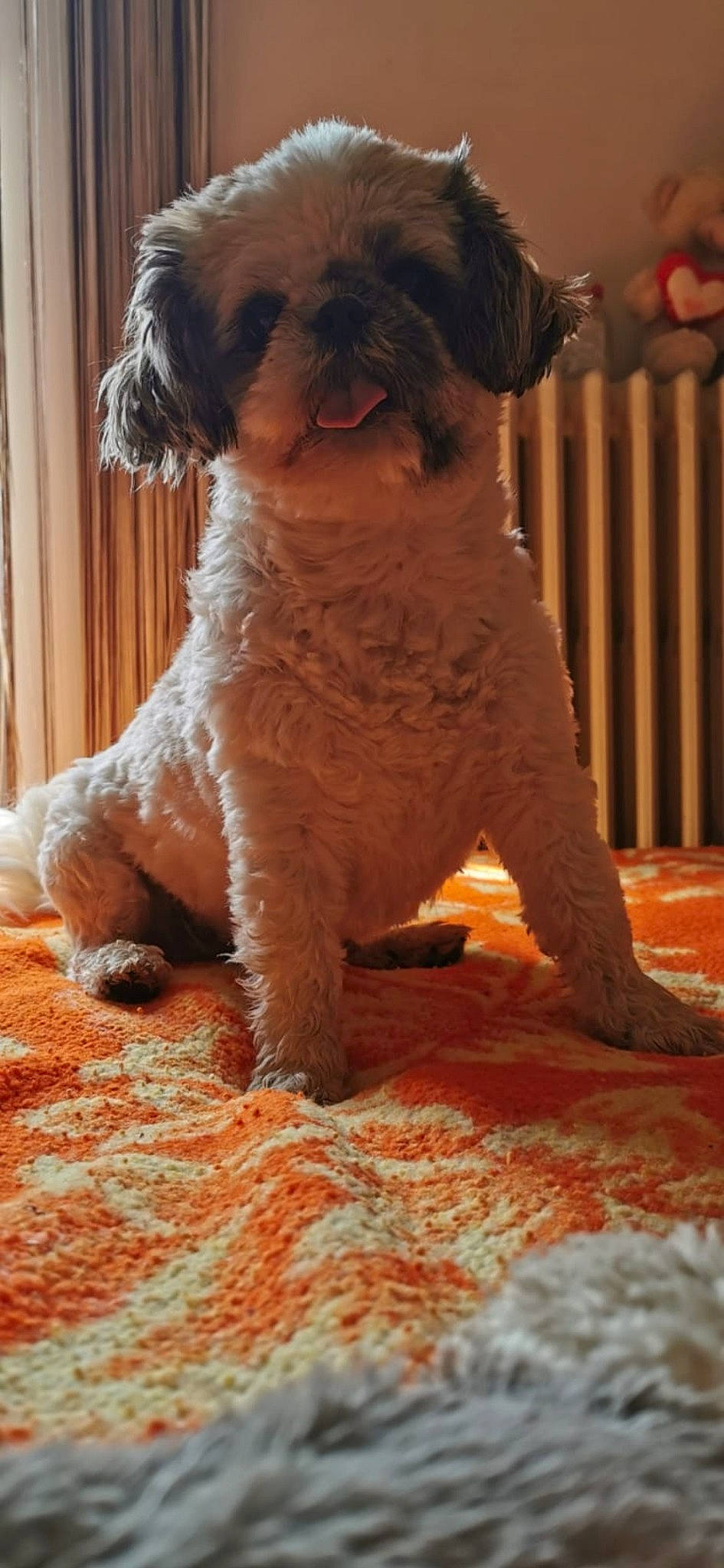 Jaika participe au concours pour gagner de l'argent avec cette photo : bolonka, canidae, carnivore, cavapoo, companion_dog, dog, dog_breed, havanese, irish_soft_coated_wheaten_terrier, labradoodle, lagotto_romagnolo, mammal, miniature_poodle, poodle_crossbreed, portuguese_water_dog, schnoodle, shih_poo, spanish_water_dog, sporting_group, vertebrate