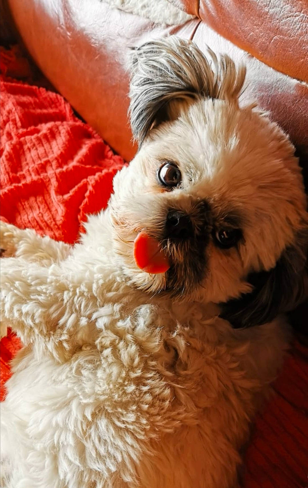 Jaika a rejoint le concours — aidez-le/la à gagner de superbes lots ! canidae, carnivore, cavachon, cavapoo, chinese_imperial_dog, cockapoo, companion_dog, dog, dog_breed, fur, lhasa_apso, maltepoo, mammal, morkie, pekapoo, poodle_crossbreed, puppy, schnoodle, shih_tzu, snout