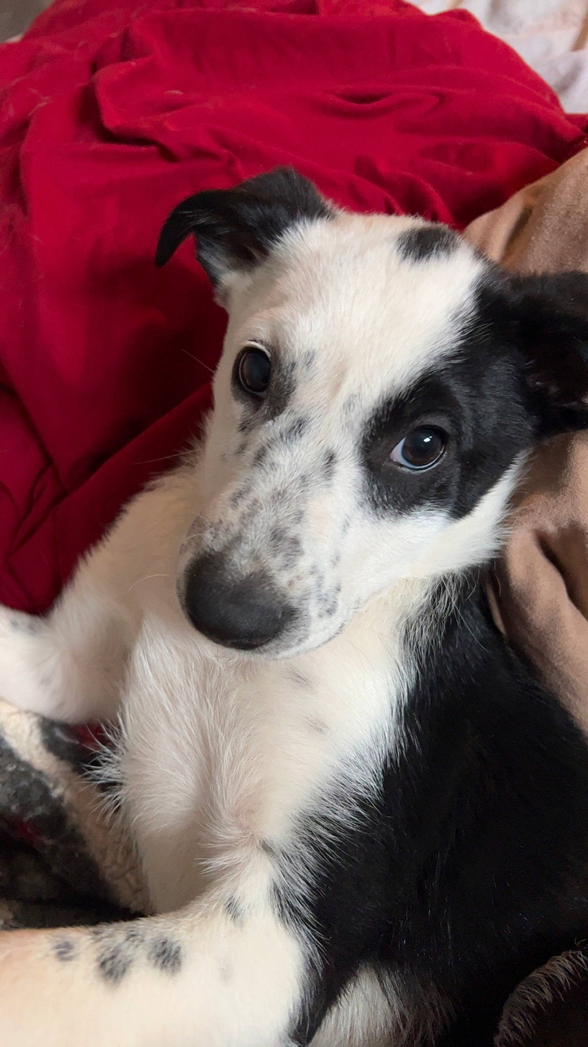 Dot is registered to the contest to win money with this photo: canidae, carnivore, companion_dog, dog, dog_breed, fur, non_sporting_group, sighthound, sporting_group, terrestrial_animal, whiskers, working_animal, working_dog