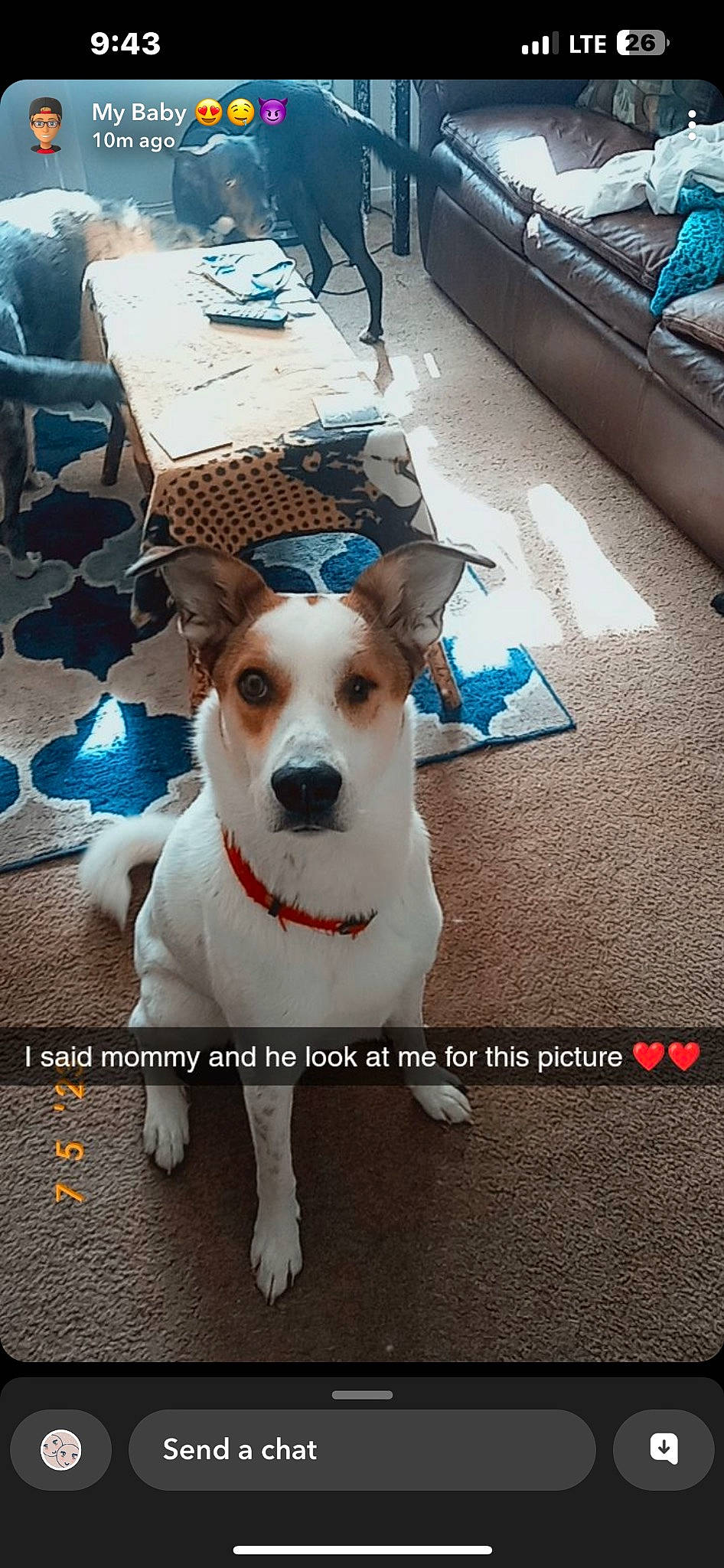 Flash joined the competition — help win amazing prizes! carnivore, chair, collar, companion_dog, dog, dog_breed, dog_collar, dog_supply, eyewear, fawn, flooring, font, fur, leash, paw, pet_supply, photo_caption, sporting_group, terrier, working_animal