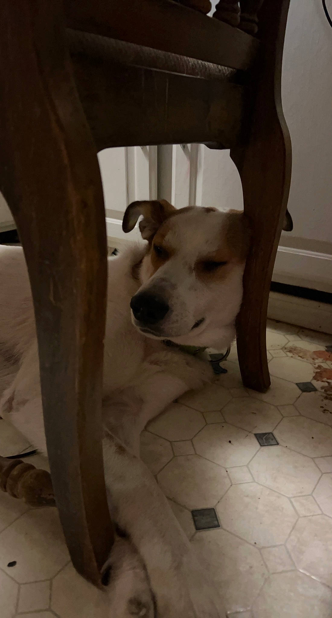 Flash is registered to the contest to win money with this photo: ball, carnivore, companion_dog, dog, dog_breed, fawn, floor, flooring, football, mammal, monochrome, monochrome_photography, snout, sporting_group, street_dog, tail, vertebrate, whiskers, wood, working_animal