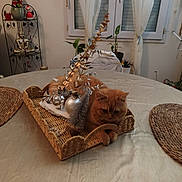 Corsica participe au concours pour gagner de l'argent avec cette photo : basket, cat, cozy, curious, curtains, decorations, furniture, ginger_cat, holiday_decor, home_interior, indoor, ornaments, pet, plant, relaxing, shelf, statue, table, window, woven_tray
