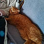 Corsica participe au concours pour gagner de l'argent avec cette photo : animal, blanket, cat, comfort, couch, cozy, cute, domestic_animal, feline, fluffy, fur, home, indoor, lying_down, orange_cat, pet, relaxed, resting, sleepy, snug