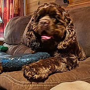 Bruno Wilbur is registered to the contest to win money with this photo: dog, brown, fluffy, couch, toy, tongue, resting, indoor, wooden_wall, curtains, pet, animal, fur, paw, snout, home, relaxed, cozy, leisure, furniture