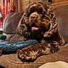 dog, brown, fluffy, couch, toy, tongue, resting, indoor, wooden_wall, curtains, pet, animal, fur, paw, snout, home, relaxed, cozy, leisure, furniture