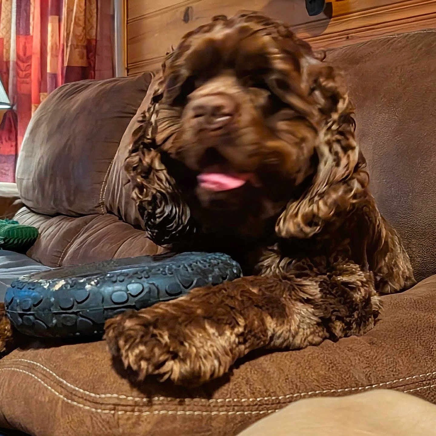 Bruno Wilbur is registered to the contest to win money with this photo: dog, brown, fluffy, couch, toy, tongue, resting, indoor, wooden_wall, curtains, pet, animal, fur, paw, snout, home, relaxed, cozy, leisure, furniture
