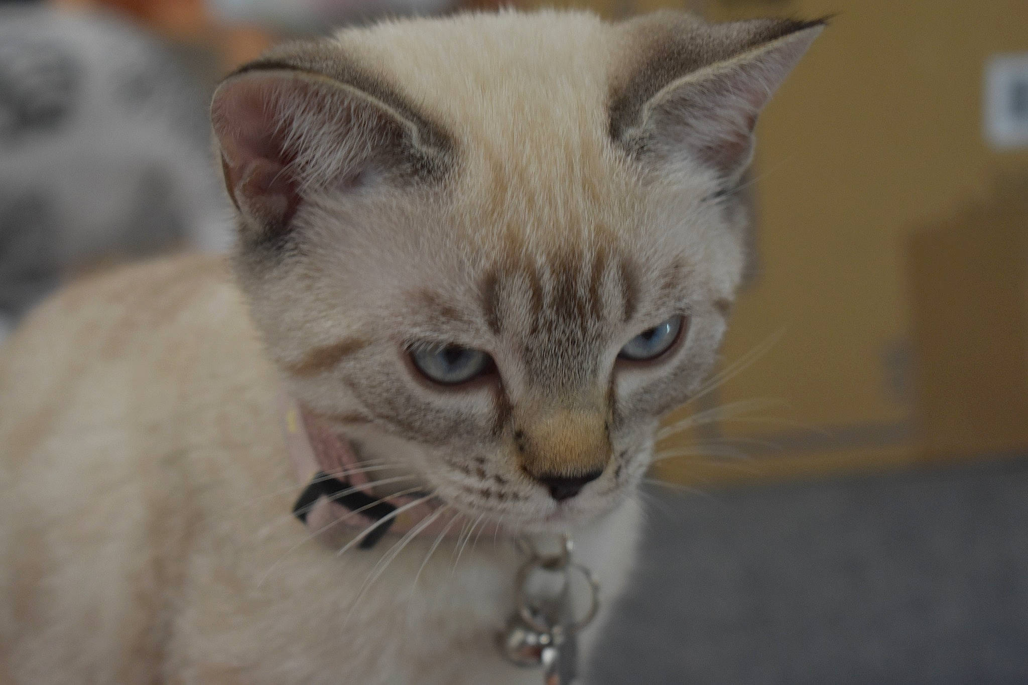 Nymeria a rejoint le concours — aidez-le/la à gagner de superbes lots ! arabian_mau, asian, australian_mist, burmese, burmilla, carnivore, cat, domestic_short_haired_cat, ear, european_shorthair, fawn, felidae, kitten, mammal, ojos_azules, singapura, small_to_medium_sized_cats, snout, vertebrate, whiskers