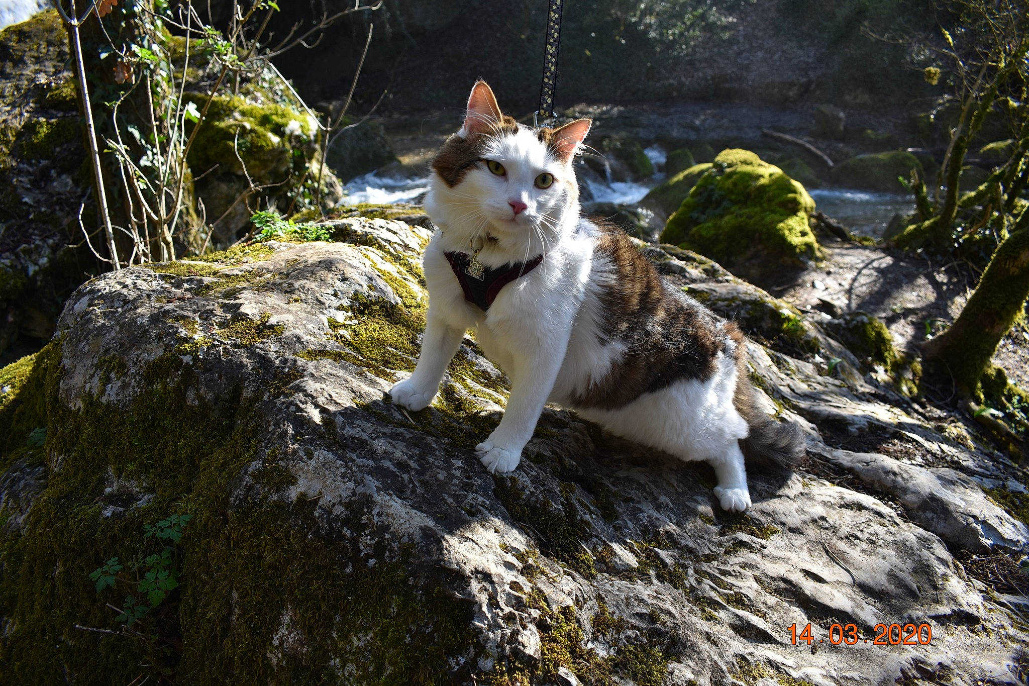 Speedy participe au concours pour gagner de l'argent avec cette photo : adventure, canidae, carnivore, dog, dog_breed, fawn, mammal, tree