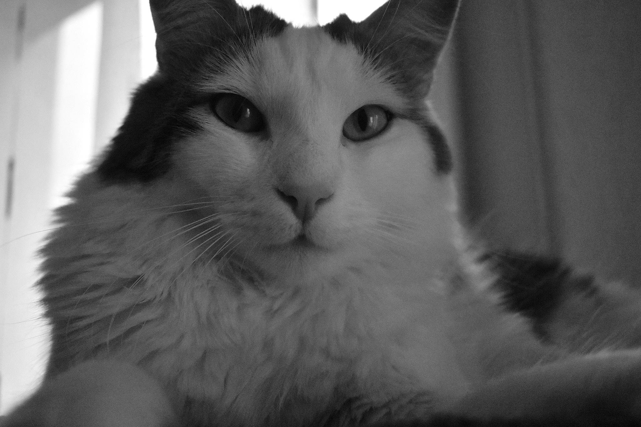 Speedy participe au concours pour gagner de l'argent avec cette photo : aegean_cat, black, black_and_white, carnivore, cat, domestic_long_haired_cat, domestic_short_haired_cat, eye, felidae, kitten, mammal, monochrome, monochrome_photography, norwegian_forest_cat, nose, ragdoll, small_to_medium_sized_cats, snout, vertebrate, whiskers