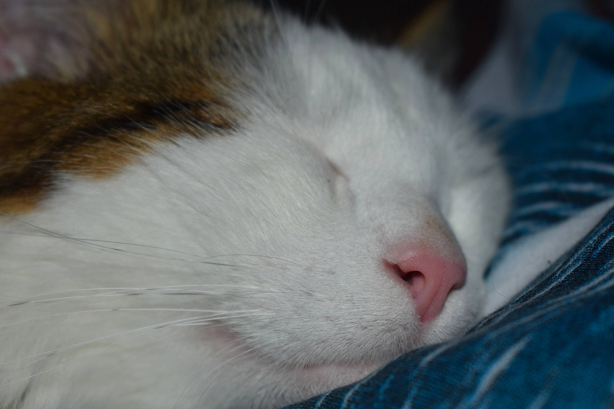 Speedy a rejoint le concours — aidez-le/la à gagner de superbes lots ! aegean_cat, carnivore, cat, close_up, eye, felidae, fur, kitten, nap, norwegian_forest_cat, nose, ragdoll, skin, sleep, small_to_medium_sized_cats, snout, turkish_angora, turkish_van, whiskers