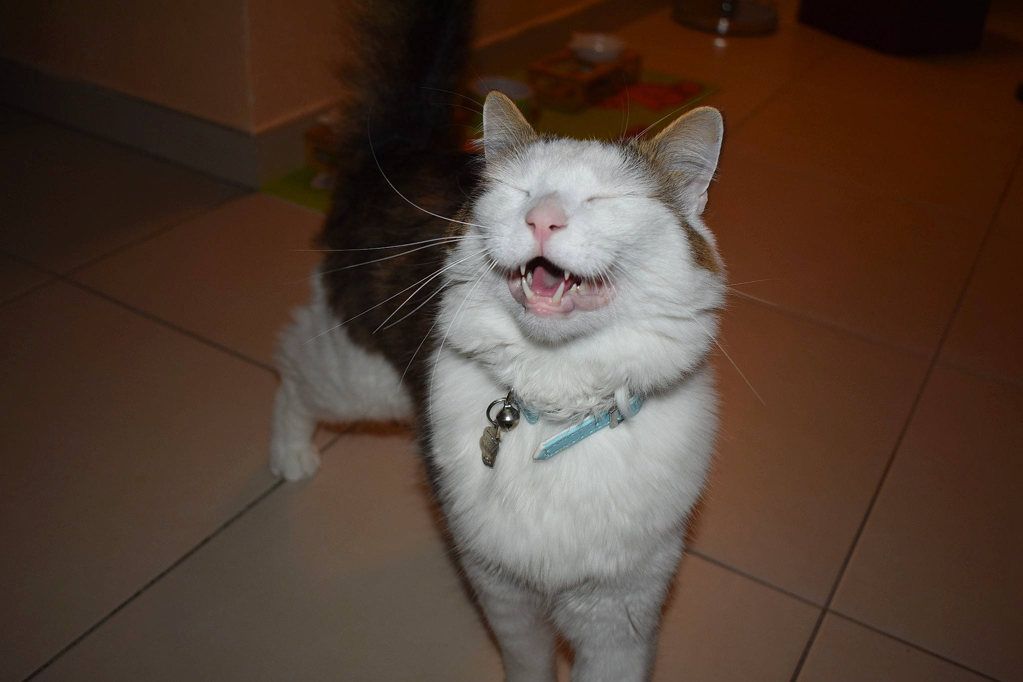 Speedy participe au concours pour gagner de l'argent avec cette photo : aegean_cat, carnivore, cat, domestic_short_haired_cat, ear, european_shorthair, facial_expression, felidae, fur, kitten, mammal, nose, ojos_azules, small_to_medium_sized_cats, snout, tail, turkish_angora, turkish_van, whiskers, yawn