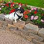 dog, black_and_white, flower_bed, green_lawn, stone_wall, outdoor, pet, harness, garden, plants, red_flowers, pink_flowers, orange_flowers, grass, small_dog, sunlight, nature, shrubbery, cute, animal