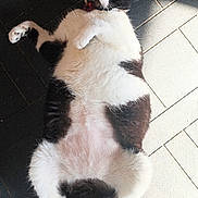 Monty joined the competition — help win amazing prizes! cat, black_and_white, lying_down, floor, tiles, belly_up, pet, fur, whiskers, paws, tail, indoor, sunlight, relaxed, wide_eyes, animal, cute, domestic_cat, alert, funny_expression