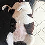cat, black_and_white, lying_down, floor, tiles, belly_up, pet, fur, whiskers, paws, tail, indoor, sunlight, relaxed, wide_eyes, animal, cute, domestic_cat, alert, funny_expression