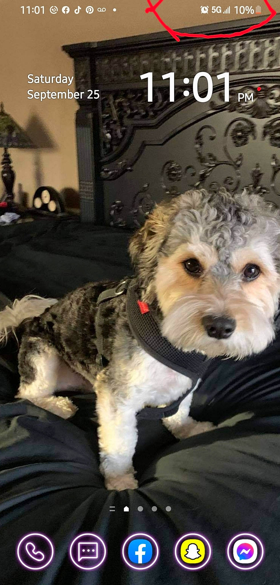 Gucci is registered to the contest to win money with this photo: canidae, carnivore, collar, companion_dog, dog, dog_breed, dog_collar, dog_supply, fashion_accessory, fur, hat, picture_frame, recipe, small_terrier, snout, sporting_group, terrier, toy_dog, water_dog, working_animal