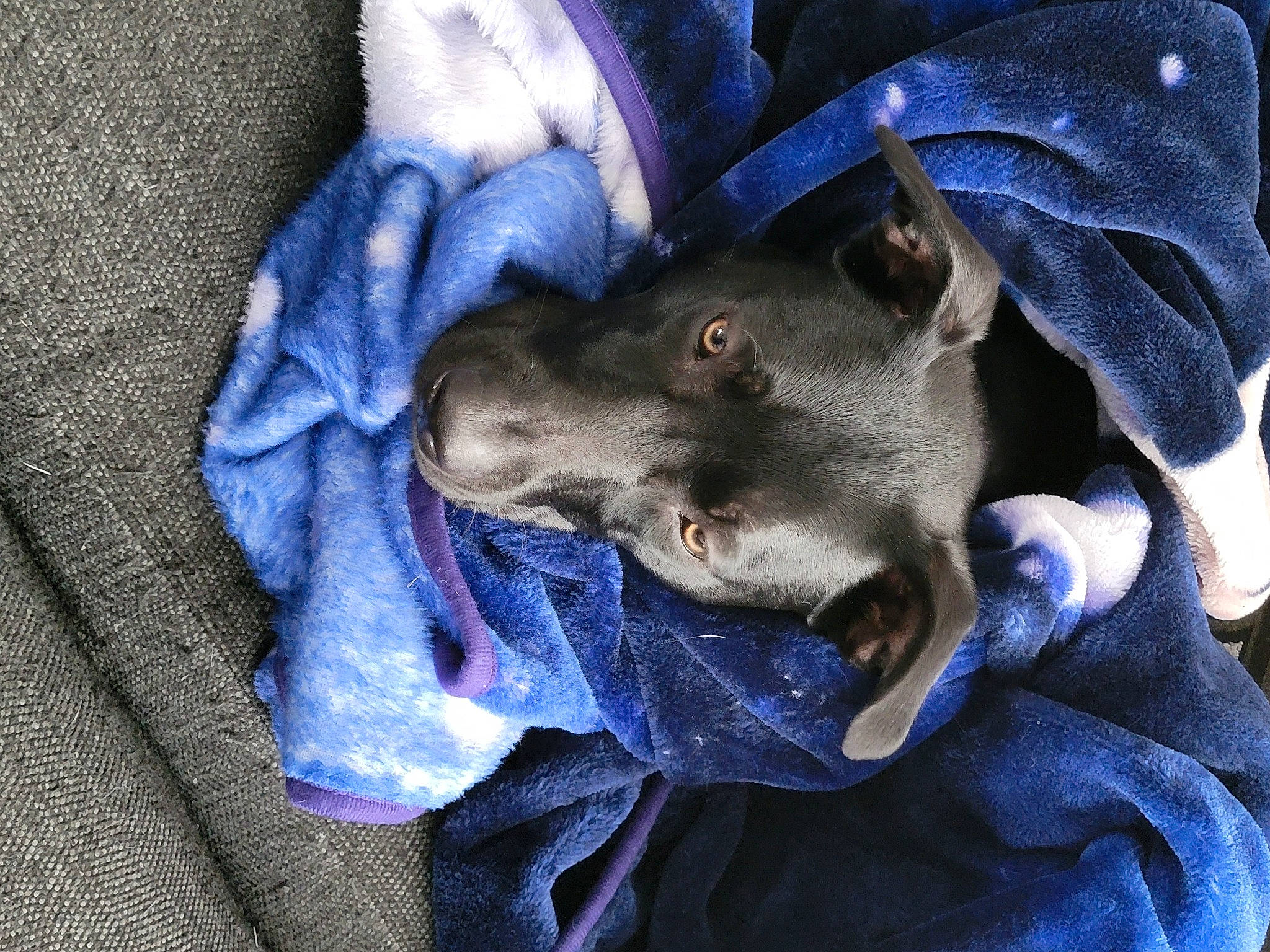 Justice joined the competition — help win amazing prizes! canidae, carnivore, comfort, companion_dog, denim, dog, dog_breed, dog_supply, electric_blue, fur, grey, guard_dog, non_sporting_group, purple, sporting_group, working_animal