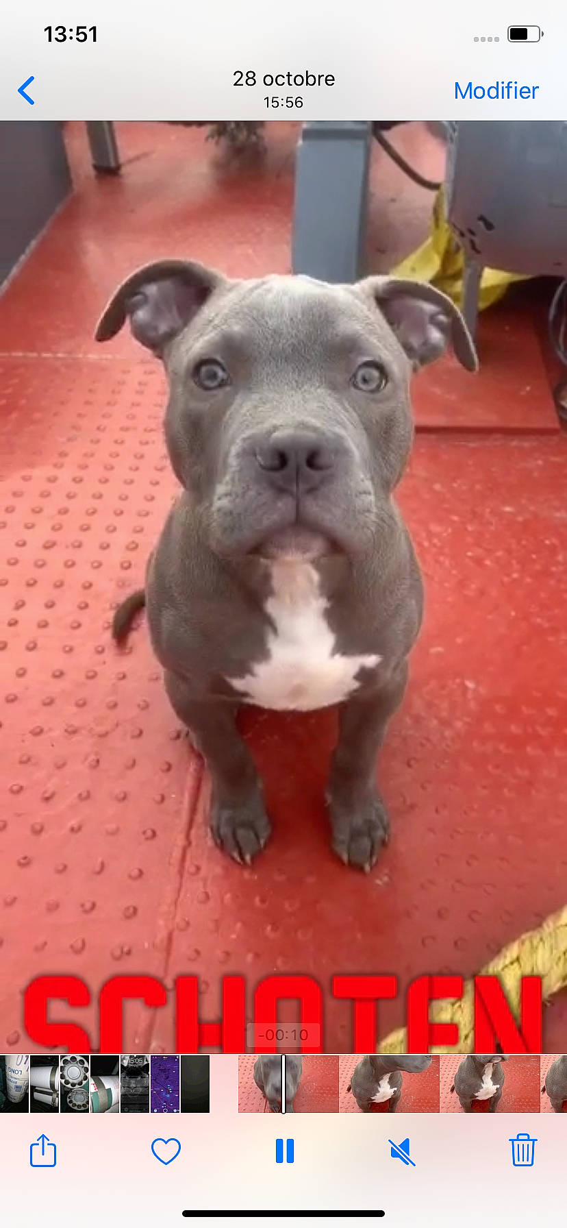 Achille a rejoint le concours — aidez-le/la à gagner de superbes lots ! american_pit_bull_terrier, american_staffordshire_terrier, bull_and_terrier, canidae, carnivore, dog, dog_breed, fawn, mammal, molosser, non_sporting_group, nose, pit_bull, puppy, rare_breed_dog, snout, staffordshire_bull_terrier, vertebrate