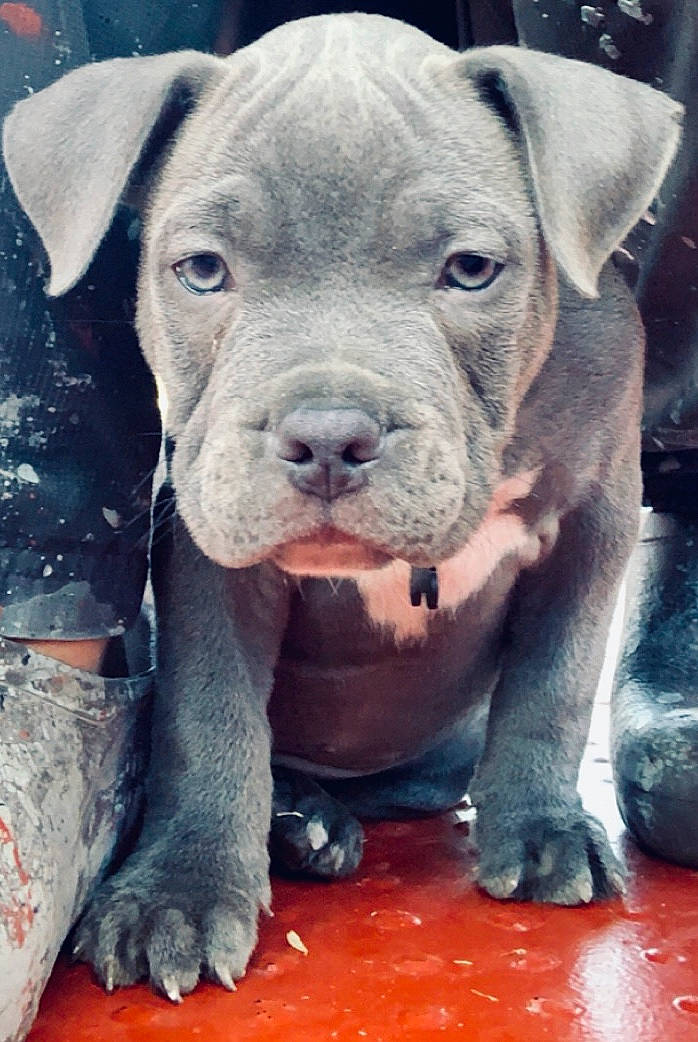Achille participe au concours pour gagner de l'argent avec cette photo : american_bulldog, american_pit_bull_terrier, canidae, carnivore, companion_dog, dog, dog_breed, fawn, mammal, molosser, non_sporting_group, pit_bull, puppy, rare_breed_dog, snout, sporting_group, vertebrate