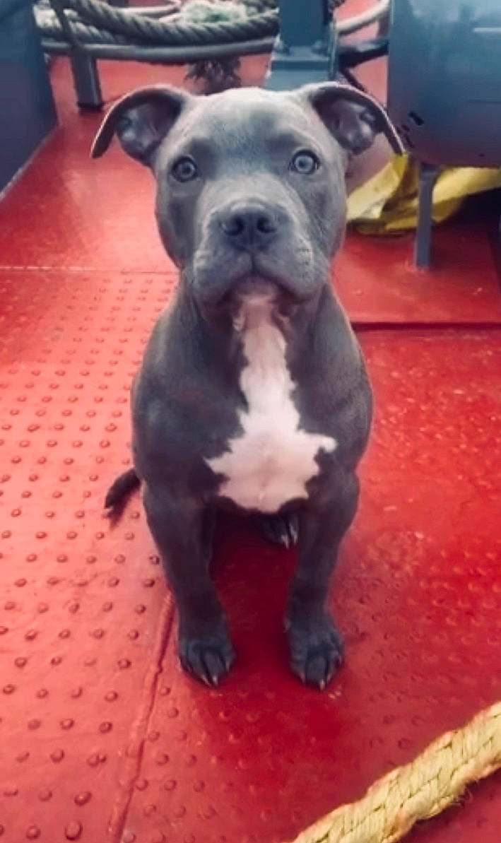 Achille a rejoint le concours — aidez-le/la à gagner de superbes lots ! american_pit_bull_terrier, american_staffordshire_terrier, canidae, carnivore, dog, dog_breed, fawn, mammal, molosser, non_sporting_group, pit_bull, rare_breed_dog, snout, staffordshire_bull_terrier, vertebrate