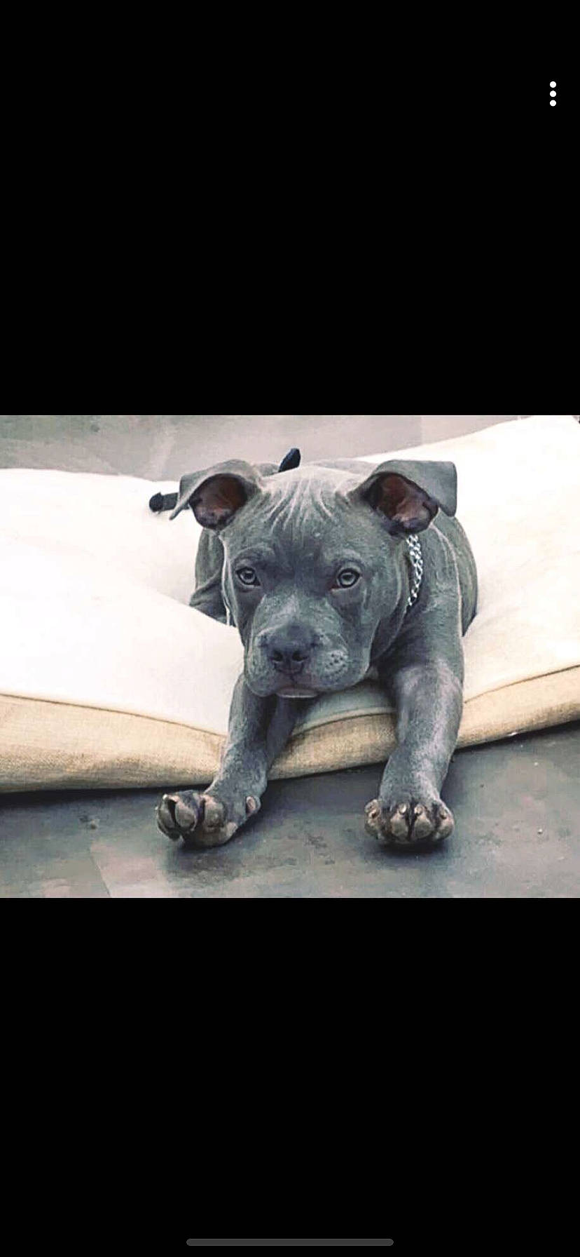 Achille a rejoint le concours — aidez-le/la à gagner de superbes lots ! american_pit_bull_terrier, american_staffordshire_terrier, cane_corso, canidae, carnivore, dog, dog_breed, fawn, mammal, molosser, non_sporting_group, pit_bull, puppy, snout, staffordshire_bull_terrier, vertebrate