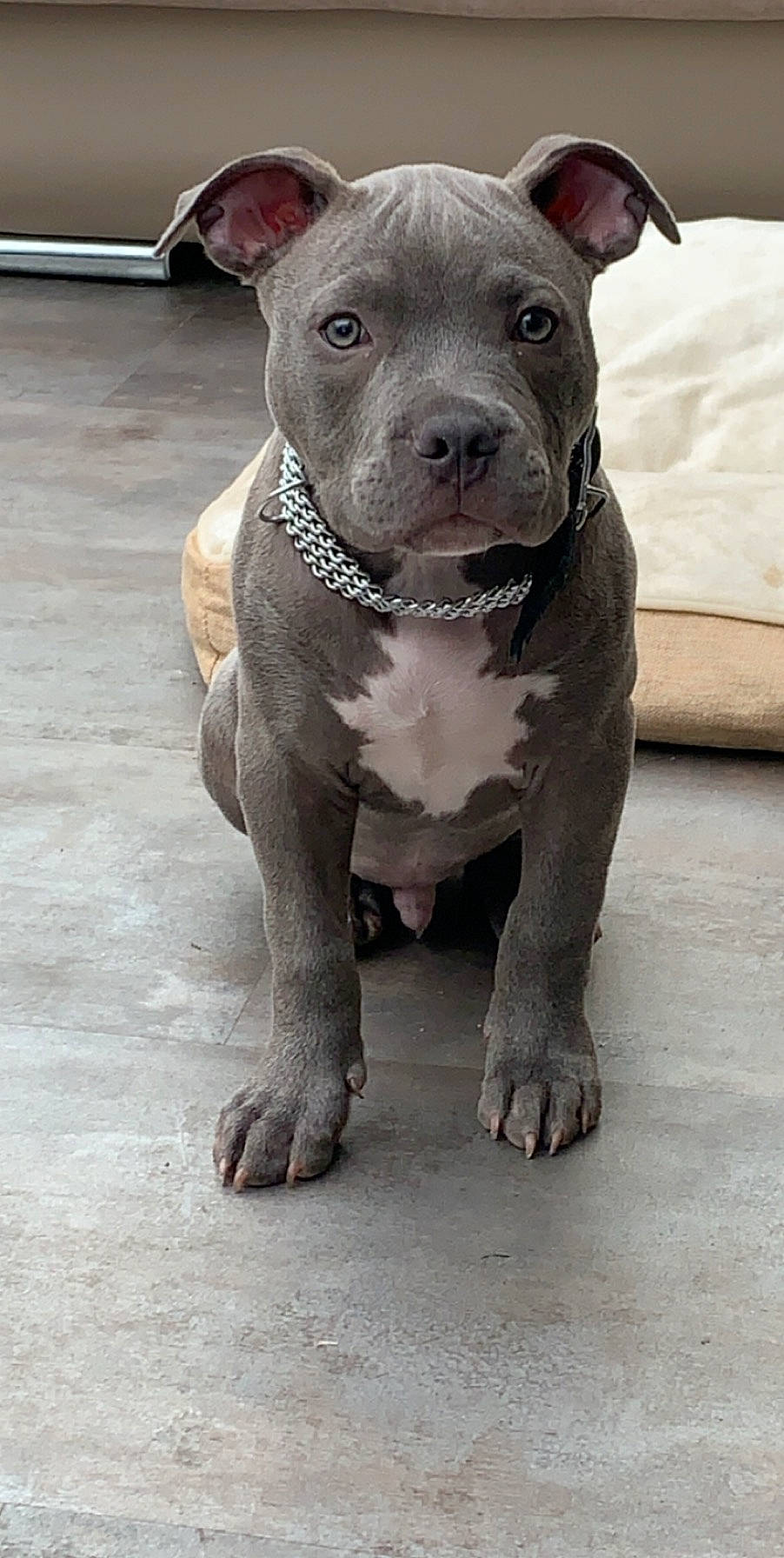 Achille participe au concours pour gagner de l'argent avec cette photo : american_bulldog, american_pit_bull_terrier, american_staffordshire_terrier, bull_and_terrier, canidae, carnivore, cordoba_fighting_dog, dog, dog_breed, fawn, mammal, non_sporting_group, old_english_terrier, pit_bull, rare_breed_dog, snout, staffordshire_bull_terrier, vertebrate