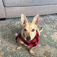 Joey joined the competition — help win amazing prizes! attentive_eyes, bandana, beige_couch, couch, cozy, cute, dog, ears, furniture, home, indoor, living_room, patterned_rug, pet, pillows, red_black_bandana, rug, sitting, small_dog, throw_blanket