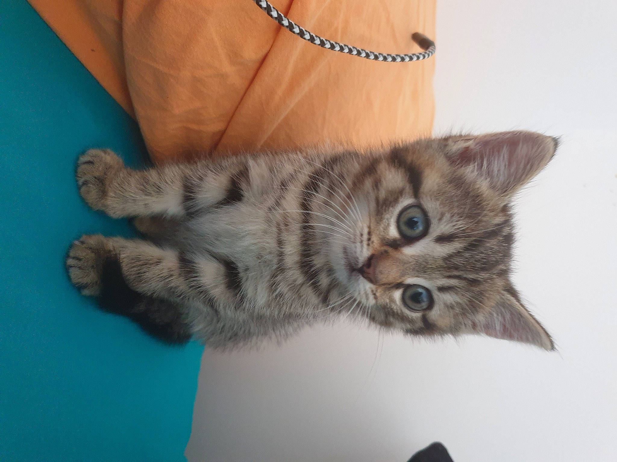 Lemon participe au concours pour gagner de l'argent avec cette photo : bag, carnivore, cat, claw, comfort, couch, domestic_short_haired_cat, felidae, fur, gesture, jewellery, paw, sitting, small_to_medium_sized_cats, snout, strap, tail, whiskers