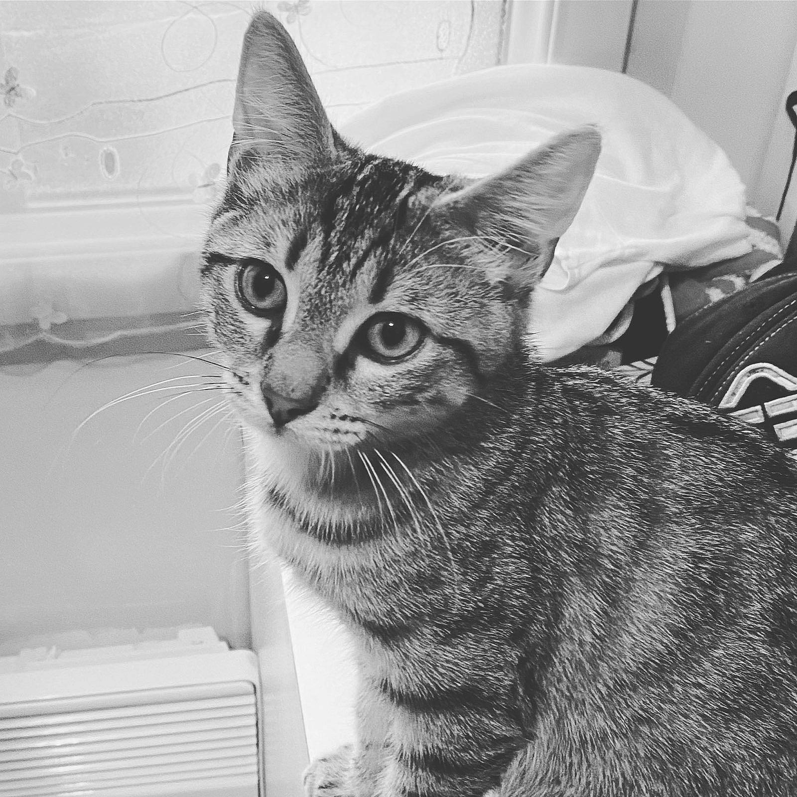 Lemon participe au concours pour gagner de l'argent avec cette photo : black_and_white, carnivore, cat, domestic_short_haired_cat, felidae, fur, grey, monochrome, monochrome_photography, small_to_medium_sized_cats, snout, style, tire, wheel, whiskers, window