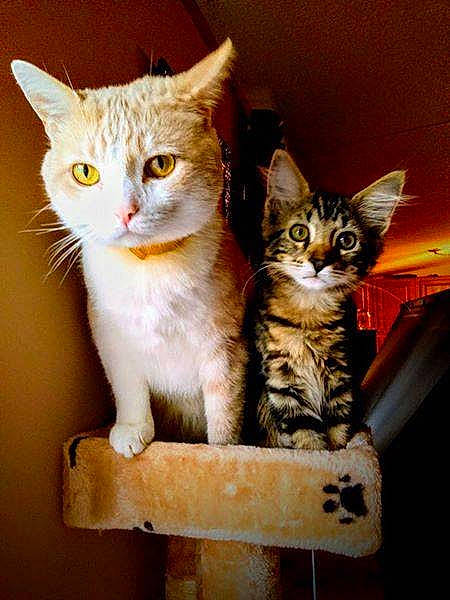 Neeko joined the competition — help win amazing prizes! aegean_cat, american_shorthair, american_wirehair, asian, carnivore, cat, domestic_short_haired_cat, european_shorthair, fawn, felidae, kitten, maine_coon, mammal, polydactyl_cat, small_to_medium_sized_cats, tabby_cat, whiskers