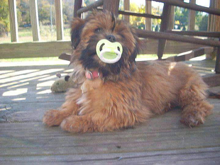 Sia is registered to the contest to win money with this photo: canidae, carnivore, companion_dog, dog, dog_breed, fawn, fur, liver, plush, sporting_group, stuffed_toy, terrier, textile, toy