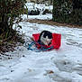 Lenny is registered to the contest to win money with this photo: cat, sled, snow, outdoor, winter, animal, black_and_white_cat, bushes, house, rope, path, nature, cold, pet, feline, playful, garden, daytime, fur, frozen_ground