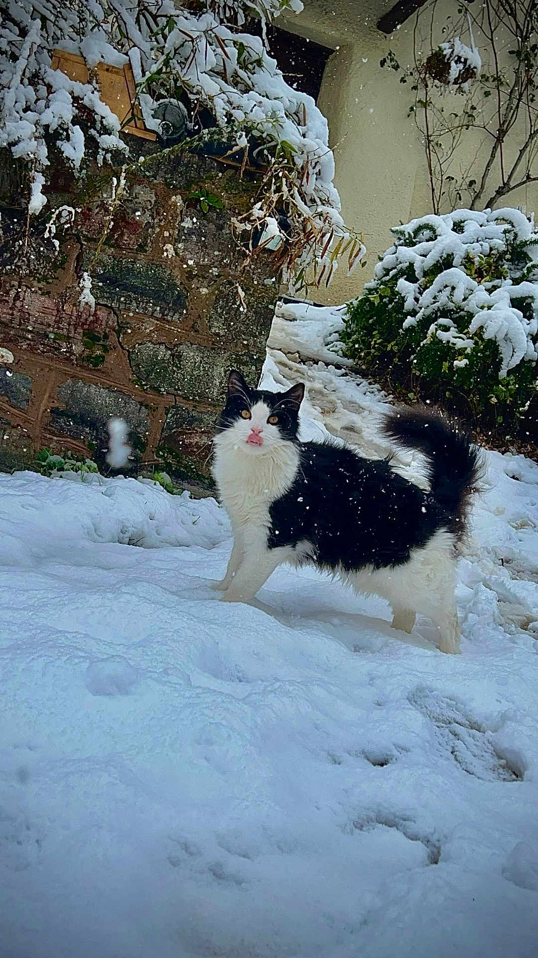 Lenny is registered to the contest to win money with this photo: cat, snow, outdoor, animal, black_and_white, tongue_out, winter, snowfall, bush, stone_wall, fur, nature, pet, whiskers, garden, playful, curious, cold, footprints, daylight