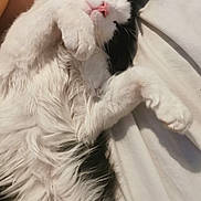 Lenny is registered to the contest to win money with this photo: cat, black_and_white, fluffy, sleeping, relaxed, pet, fur, pink_nose, whiskers, paws, cozy, bed, blanket, indoor, resting, cute, animal, feline, closeup, soft