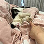 Lenny is registered to the contest to win money with this photo: cat, pet, bed, bedding, blanket, pink, white, black, paw, human_hand, curtains, indoor, relaxing, cozy, feline, fur, resting, touch, interaction, soft