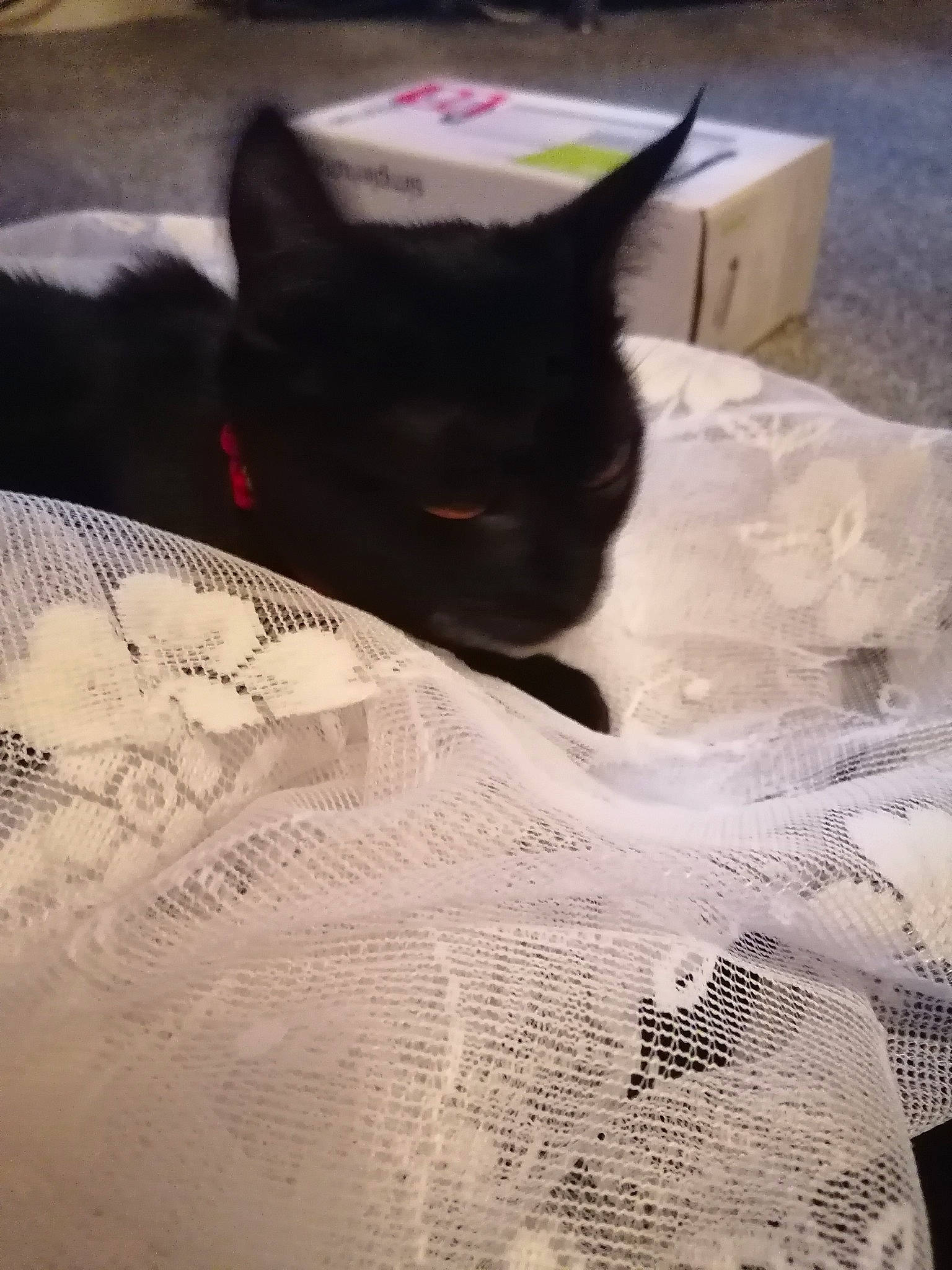 Zeep is registered to the contest to win money with this photo: black_cat, box, carmine, carnivore, cat, comfort, domestic_short_haired_cat, felidae, flooring, fur, grey, linens, packaging_and_labeling, pattern, shipping_box, small_to_medium_sized_cats, snout, tail, terrestrial_animal, whiskers