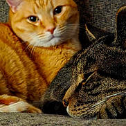 Hobbes And Archer joined the competition — help win amazing prizes! cat, ginger_cat, tabby_cat, sleeping, resting, cozy, fur, whiskers, close_up, pets, animals, cute, companion, indoor, relaxed, soft_texture, friendship, snuggling, portrait, feline