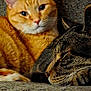 cat, ginger_cat, tabby_cat, sleeping, resting, cozy, fur, whiskers, close_up, pets, animals, cute, companion, indoor, relaxed, soft_texture, friendship, snuggling, portrait, feline