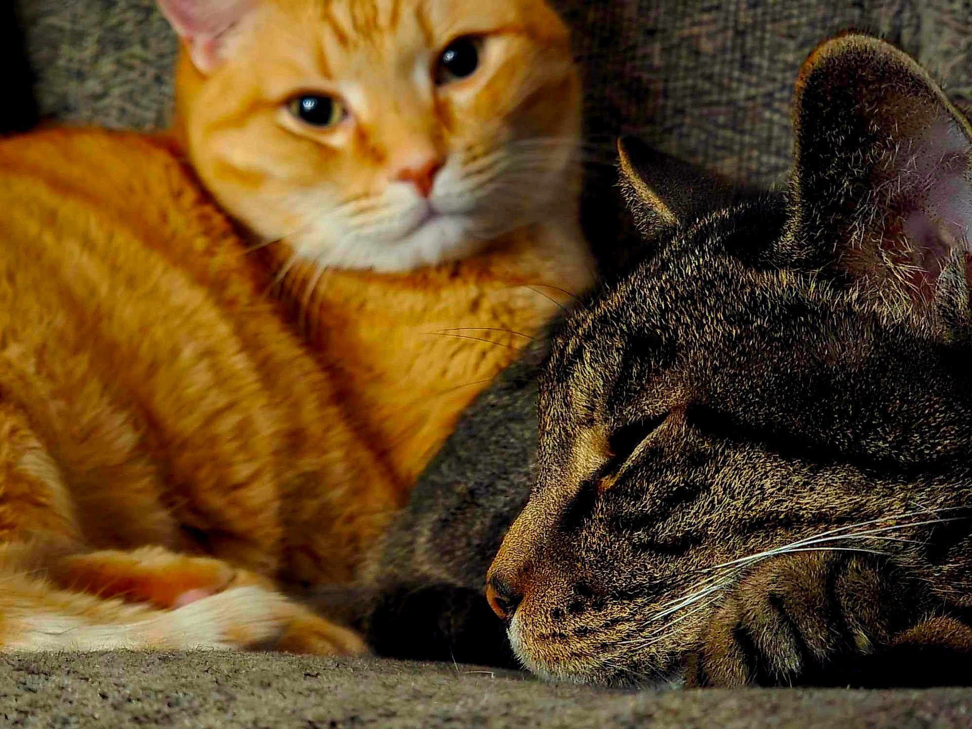 Hobbes And Archer joined the competition — help win amazing prizes! cat, ginger_cat, tabby_cat, sleeping, resting, cozy, fur, whiskers, close_up, pets, animals, cute, companion, indoor, relaxed, soft_texture, friendship, snuggling, portrait, feline