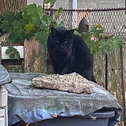 Kimberly Cawley is registered to the contest to win money with this photo: animal, black_cat, cat, container, daylight, fence, garden, leaves, nature, outdoor, pet, plant, plastic_bin, red_gas_canister, rock, shade, trash_bin, tree_trunk, wooden_fence, yard