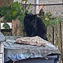 animal, black_cat, cat, container, daylight, fence, garden, leaves, nature, outdoor, pet, plant, plastic_bin, red_gas_canister, rock, shade, trash_bin, tree_trunk, wooden_fence, yard