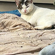 Whitey is registered to the contest to win money with this photo: animal, blanket, cat, closeup, daytime, domestic_animal, feline, fur, mammal, nature, outdoor, pet, quiet, relaxed, resting, sleepy, sunlight, tabby, texture, white_fur